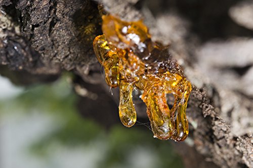 US Organic 100% Pure Frankincense Essential Oil, USDA Certified Organic, Steam Distilled, Boswellia serrata, Sourced from India, Topically or in Diffuser, Perfect for Aging Skin, All skin type (10 ml)