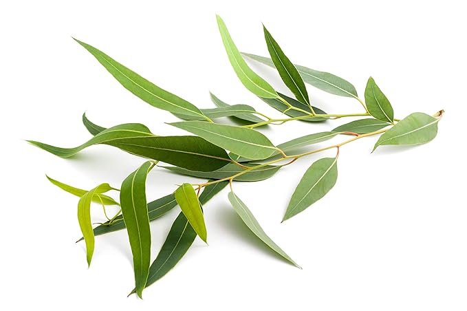 US Organic 100% Pure Eucalyptus Essential Oil (Radiata) - USDA Certified Organic, Steam Distilled - W/Euro droppers (More Size Variations Available) (10 ml / .33 fl oz)