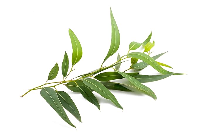 US Organic 100% Pure Eucalyptus Essential Oil (Globulus) - USDA Certified Organic, Steam Distilled - W/Euro droppers (More Size Variations Available) (15 ml / .5 fl oz)